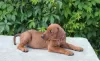 Additional photos: German Pinscher Puppies