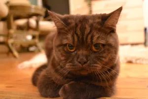 Photo №1. british shorthair - for sale in the city of Minsk | 50$ | Announcement № 5078