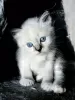 Photo №1. birman - for sale in the city of Linden | 350$ | Announcement № 125123