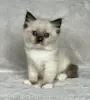 Photo №3. Super Ragdolls kittens for sale. United States