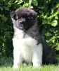 Additional photos: American Akita