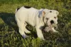 Photo №4. I will sell english bulldog in the city of Minsk.  - price - 600$