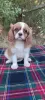 Photo №4. I will sell cavalier king charles spaniel in the city of Kiev. breeder - price - 800$