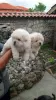 Photo №3. Beautiful Chow Chow Puppies,. Germany