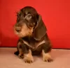 Photo №3. Brown and tan standard wirehaired dachshund puppy. Russian Federation