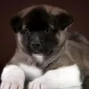 Photo №1. american akita - for sale in the city of Москва | 897$ | Announcement № 32615