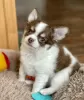 Additional photos: Chihuahua puppy