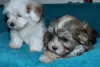 Additional photos: Havanese puppies