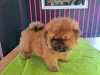 Additional photos: Chow chow puppies