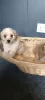 Photo №3. Maltipoo puppy. United States