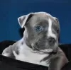 Additional photos: American Staffordshire Terrier Beautiful Puppies