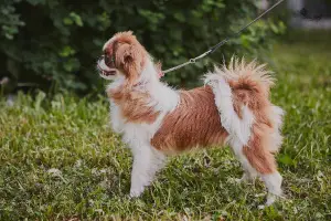 Photo №1. japanese chin - for sale in the city of St. Petersburg | 865$ | Announcement № 2852