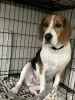 Photo №1. beagle - for sale in the city of Берч Ран | 500$ | Announcement № 103232