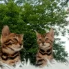 Additional photos: Bengal kittens for sale