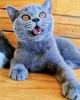 Photo №2 to announcement № 101670 for the sale of british shorthair - buy in Germany from nursery, breeder