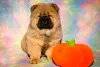 Additional photos: Chow Chow puppies