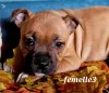 Photo №2 to announcement № 78623 for the sale of staffordshire bull terrier - buy in France breeder