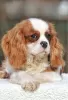 Photo №4. I will sell cavalier king charles spaniel in the city of Палм-Бич. private announcement - price - 1500$