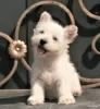 Photo №1. west highland white terrier - for sale in the city of Москва | 1200$ | Announcement № 113561