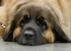 Additional photos: Leonberger puppies