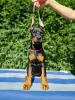 Additional photos: Doberman