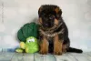 Photo №1. german shepherd - for sale in the city of Irkutsk | 519$ | Announcement № 7902