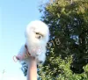 Additional photos: Pomeranian spitz girl KSU bear buy dog tsucenya puppy gift