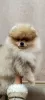 Photo №2 to announcement № 43737 for the sale of pomeranian - buy in Germany private announcement