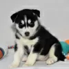 Photo №2 to announcement № 45615 for the sale of siberian husky - buy in United States private announcement