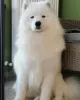 Photo №2 to announcement № 99317 for the sale of samoyed dog - buy in Hungary breeder