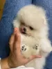 Photo №4. I will sell pomeranian in the city of Гамбург. private announcement - price - 740$