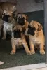 Photo №1. bullmastiff - for sale in the city of Timișoara | 1585$ | Announcement № 120061