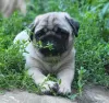 Additional photos: Pug puppies