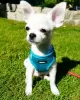 Photo №1. chihuahua - for sale in the city of Lyon | Is free | Announcement № 16205