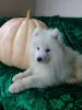 Additional photos: Samoyed puppies