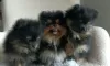 Photo №4. I will sell pomeranian in the city of Kraljevo.  - price - negotiated