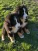 Photo №2 to announcement № 40307 for the sale of bernese mountain dog - buy in France breeder