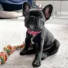 Photo №1. french bulldog - for sale in the city of Эспоо | negotiated | Announcement № 123681