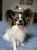 Photo №2 to announcement № 31703 for the sale of papillon dog - buy in Ukraine breeder