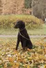 Photo №1. curly-coated retriever - for sale in the city of St. Petersburg | negotiated | Announcement № 43429