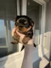 Additional photos: Yorkshire terrier puppies