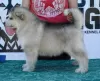 Photo №3. Alaskan Malamute puppies. Serbia