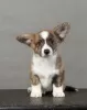 Additional photos: Welsh corgi cardigan puppies