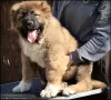 Additional photos: Caucasian Shepherd puppies for sale