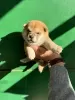 Additional photos: Shiba Inu puppies