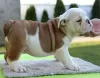 Additional photos: English bulldog