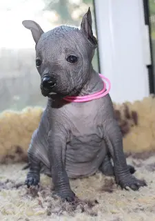 Photo №4. I will sell mexican hairless dog in the city of Moscow. from nursery - price - Negotiated