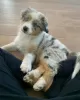 Photo №1. australian shepherd - for sale in the city of Lisbon | negotiated | Announcement № 94446