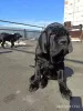 Additional photos: Neapolitan Mastiff puppies are the best