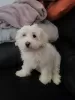 Additional photos: Bichon maltez for sale